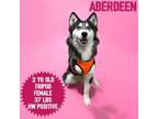 Adopt Aberdeen a Husky