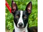 Adopt Minnie a Border Collie, Terrier