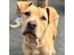 Adopt Autumn a Labrador Retriever, Hound
