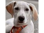 Adopt Lil Miss a Labrador Retriever, Hound