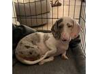 Adopt Tequila a Dachshund