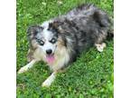 Adopt Pina Colada a Australian Shepherd