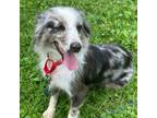 Adopt Martini a Australian Shepherd