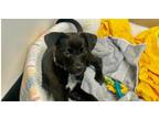 Adopt Muffin (Dessert Litter) a Australian Kelpie, Labrador Retriever