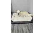 Adopt Diamond (Noel) a German Shepherd Dog
