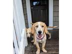 Adopt Ginger (Spices Litter) a Basset Hound