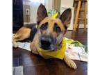 Adopt Betty Lou a German Shepherd Dog