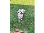 Adopt Winter a Labrador Retriever