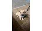 Adopt Lexie a Mixed Breed