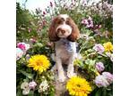 Adopt Sophia a Poodle, Labrador Retriever