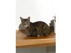Adopt Carlita a Domestic Short Hair, Tabby