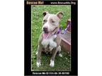 Adopt Oak a American Staffordshire Terrier