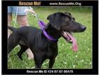 Adopt Delia a Labrador Retriever, Bluetick Coonhound