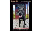 Adopt Trinity a American Staffordshire Terrier
