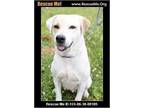 Adopt Cedar a Labrador Retriever