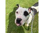 Adopt Sadie a Mixed Breed