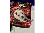 Adopt Latte a Mixed Breed