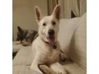 Adopt Honor (Luna) a German Shepherd Dog