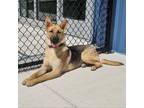 Adopt Liberty (Mercedes) a German Shepherd Dog
