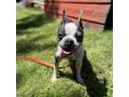 Adopt Iris a Boston Terrier