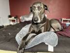 Adopt Audrey a Great Dane, Weimaraner