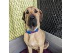 Adopt Alice a Cane Corso