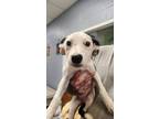 Adopt Annie a Terrier, Mixed Breed