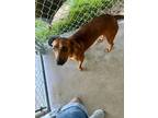 Adopt Mary a Hound