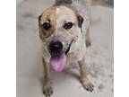 Adopt Spirit a Australian Cattle Dog / Blue Heeler