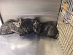 Adopt Beth a Domestic Short Hair