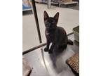 Adopt Alicia a Domestic Short Hair