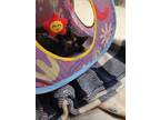 Adopt Teresa a Domestic Short Hair