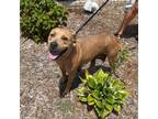 Adopt Hiccup aka Bonnie a American Staffordshire Terrier, Boxer