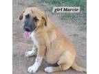 Adopt Golden Oak pup 5/Marcie a Labrador Retriever, Border Collie