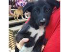 Adopt Golden Oak pup 6/Sally a Labrador Retriever, Border Collie