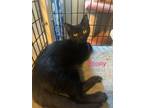 Adopt Ebony a Domestic Short Hair