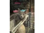 Adopt Ashely a Domestic Short Hair
