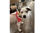 Adopt Andrea a Pit Bull Terrier, Staffordshire Bull Terrier