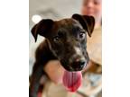 Adopt Josie a Labrador Retriever