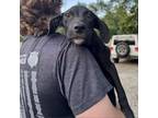 Adopt Ginny a Black Labrador Retriever