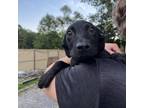 Adopt Hermione a Black Labrador Retriever