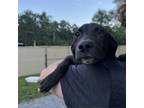Adopt Luna a Black Labrador Retriever