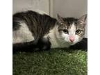 Adopt Rosie a Domestic Medium Hair