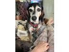 Adopt Daisy a Beagle, Hound