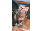 Adopt Pooka a Tabby, Domestic Short Hair
