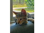 Adopt Zest a Tabby, Domestic Short Hair
