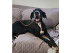 Adopt Athena a Great Dane
