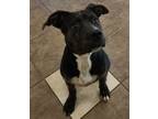 Adopt Denny a Pit Bull Terrier