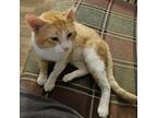 Adopt Merry a Domestic Short Hair