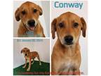 Adopt Conway a Mountain Cur